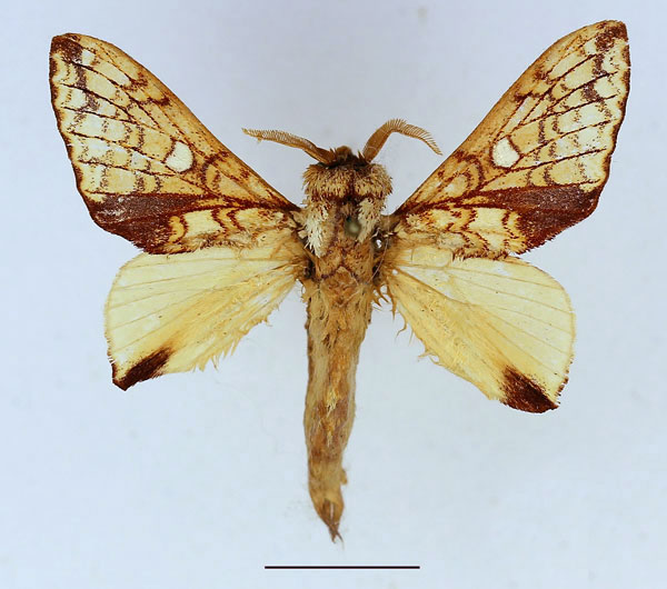 /filer/webapps/moths/media/images/C/castanea_Hypotrabala_AM_Basquin_01.jpg