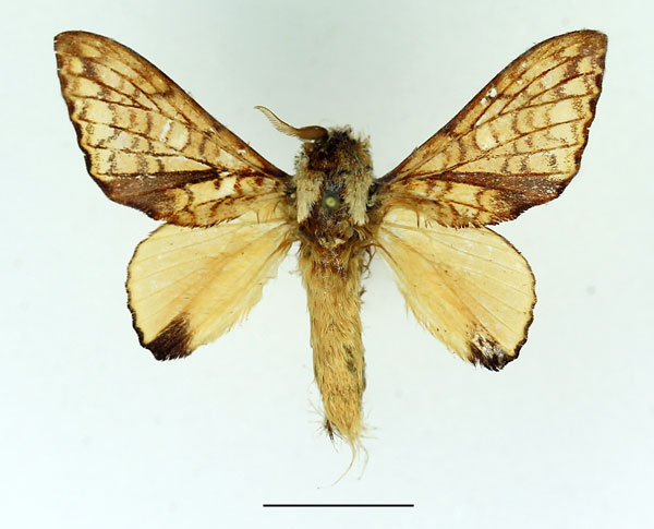 /filer/webapps/moths/media/images/C/castanea_Hypotrabala_AM_Basquin_02.jpg