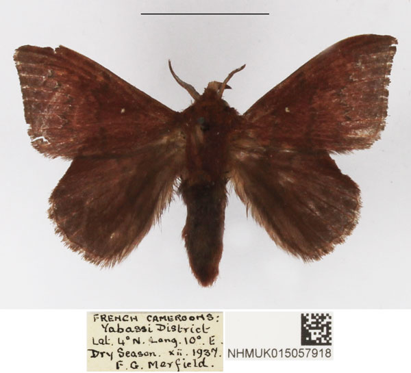 /filer/webapps/moths/media/images/C/castanea_Leipoxais_AM_NHMUK_01.jpg