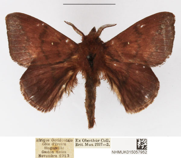 /filer/webapps/moths/media/images/C/castanea_Leipoxais_AM_NHMUK_02.jpg