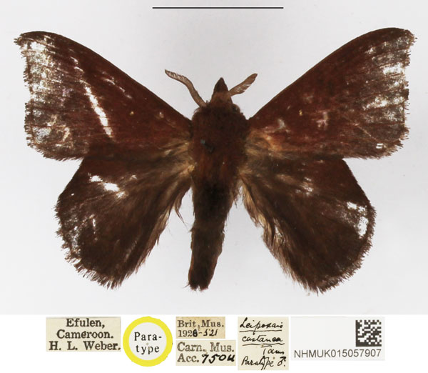 /filer/webapps/moths/media/images/C/castanea_Leipoxais_PTM_NHMUK.jpg