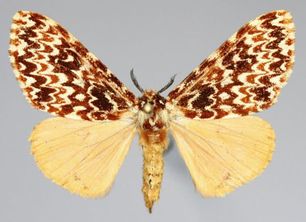 /filer/webapps/moths/media/images/C/castanea_Lymantria_AF_Romyalda.jpg