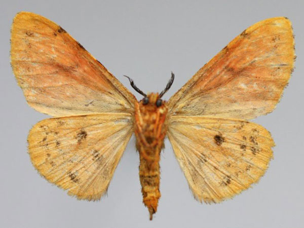 /filer/webapps/moths/media/images/C/castanea_Lymantria_AF_Romyaldb.jpg