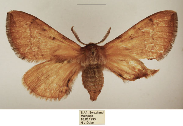 /filer/webapps/moths/media/images/C/castanea_Poloma_AF_TMSA.jpg