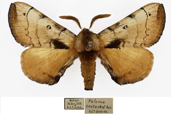/filer/webapps/moths/media/images/C/castanea_Poloma_AM_MNHN.jpg