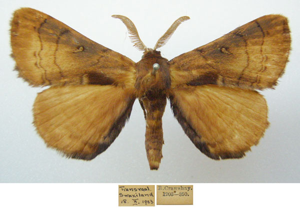 /filer/webapps/moths/media/images/C/castanea_Poloma_AM_NHMUKa.jpg