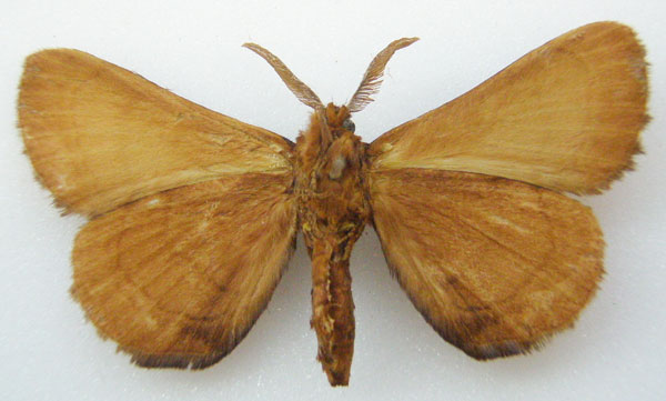 /filer/webapps/moths/media/images/C/castanea_Poloma_AM_NHMUKb.jpg
