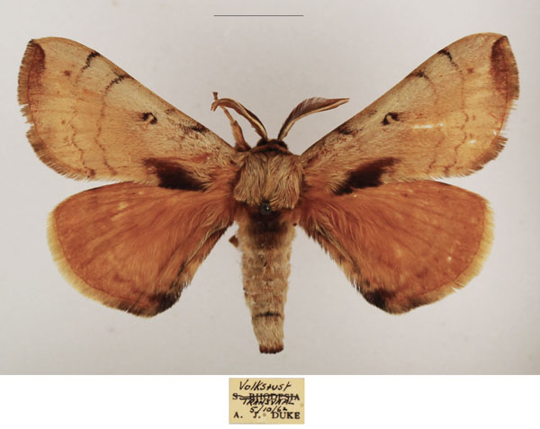 /filer/webapps/moths/media/images/C/castanea_Poloma_AM_TMSA_01.jpg