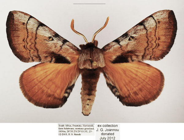 /filer/webapps/moths/media/images/C/castanea_Poloma_AM_TMSA_02.jpg