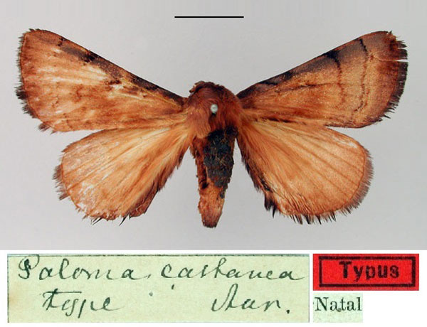 /filer/webapps/moths/media/images/C/castanea_Poloma_HT_SNHM.jpg