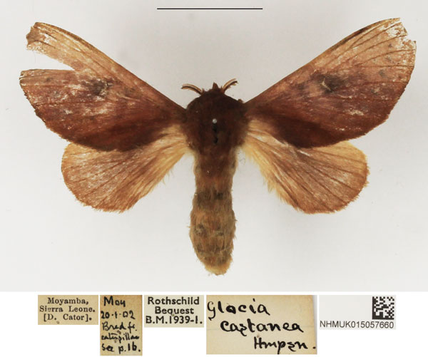 /filer/webapps/moths/media/images/C/castanea_Pseudometa_AF_NHMUK.jpg
