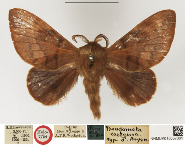 /filer/webapps/moths/media/images/C/castanea_Pseudometa_HT_NHMUK.jpg