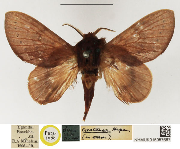 /filer/webapps/moths/media/images/C/castanea_Pseudometa_PTM_NHMUK.jpg