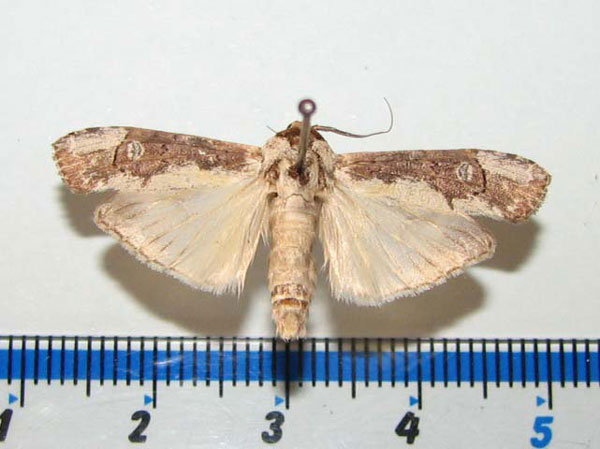 /filer/webapps/moths/media/images/C/castanea_Scranciola_A_Goff.jpg