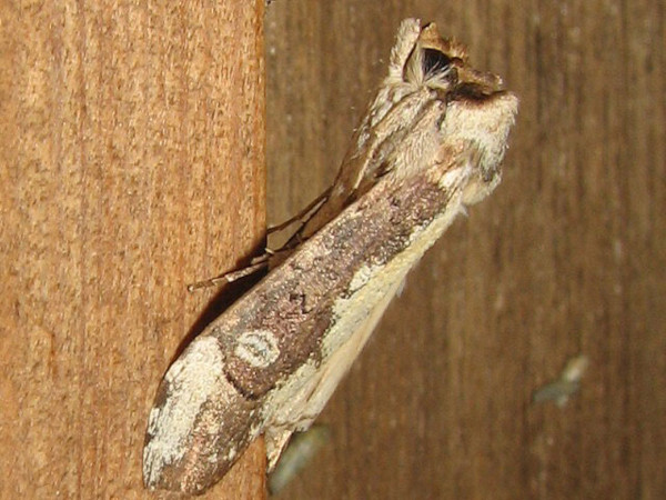 /filer/webapps/moths/media/images/C/castanea_Scranciola_A_Goff_01.jpg