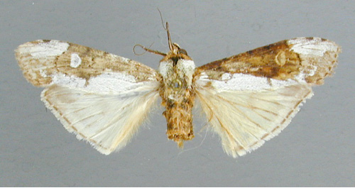 /filer/webapps/moths/media/images/C/castanea_Scranciola_HT_RMCA.jpg