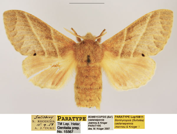 /filer/webapps/moths/media/images/C/castaneipennis_Bombycopsis_PTF_TMSA.jpg