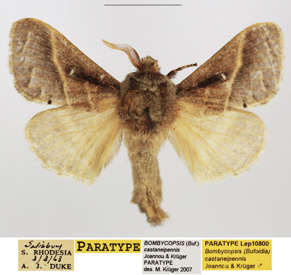 /filer/webapps/moths/media/images/C/castaneipennis_Bombycopsis_PTM_TMSA.jpg