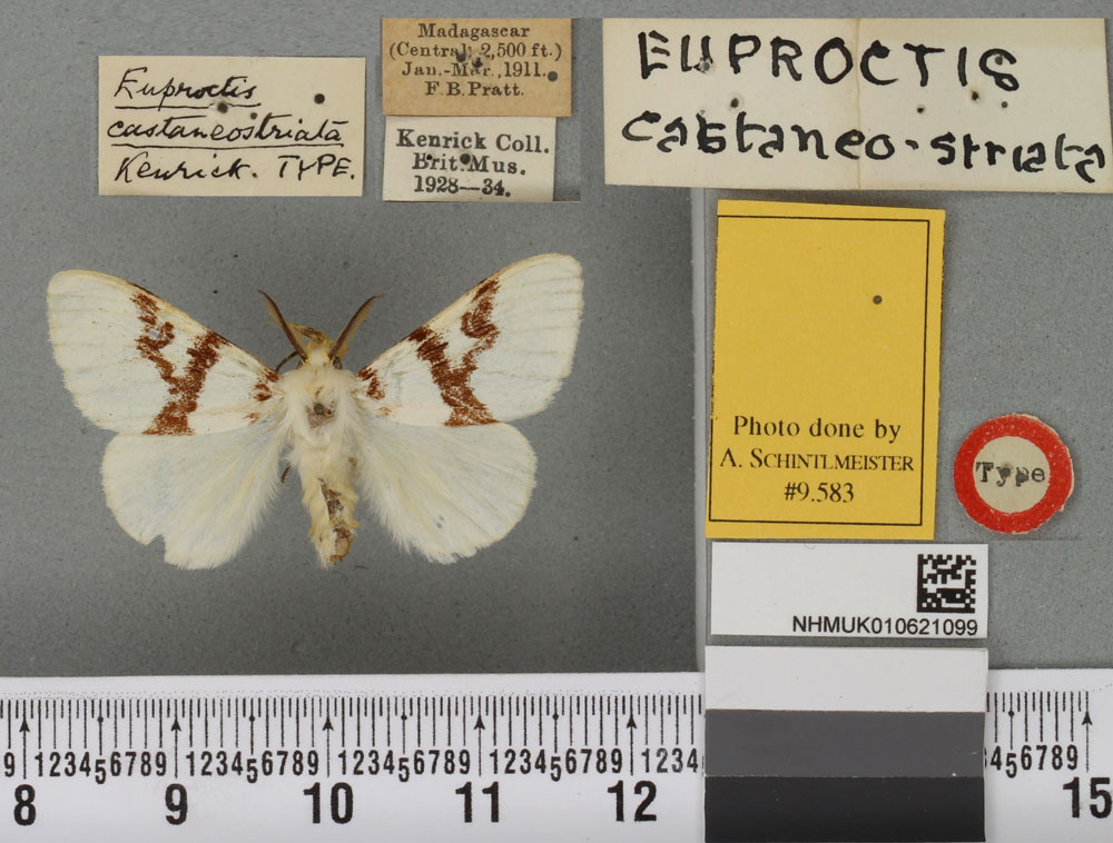 /filer/webapps/moths/media/images/C/castaneostriata_Euproctis_HT_BMNHa.jpg