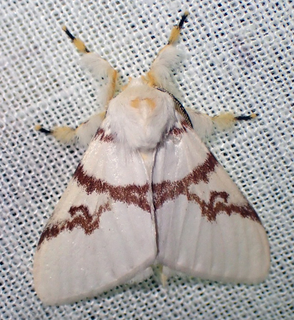 /filer/webapps/moths/media/images/C/castaneostriata_Lymantica_AM_Bippus.jpg
