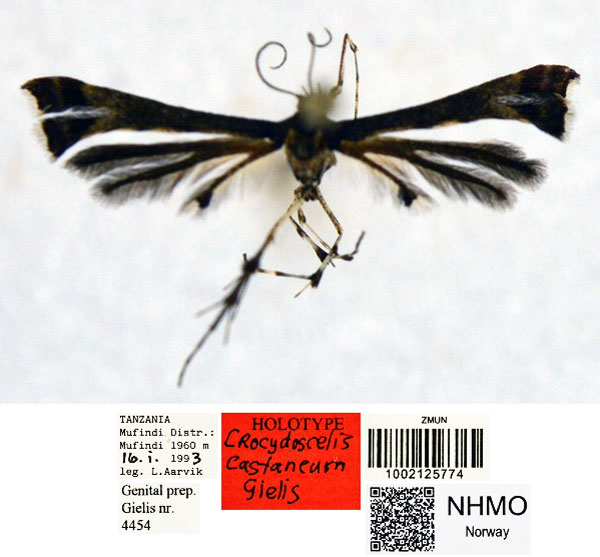 /filer/webapps/moths/media/images/C/castaneum_Crocydoscelis_HT_NHMO_KrJWY2v.jpg