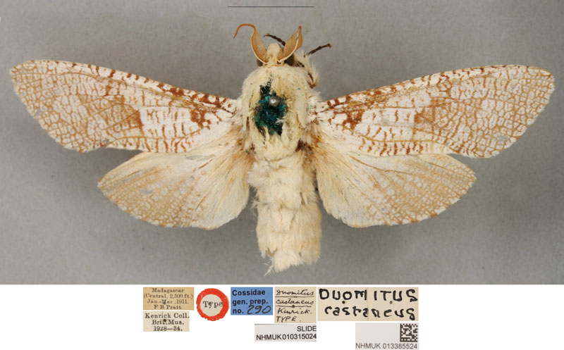 /filer/webapps/moths/media/images/C/castaneus_Duomitus_LT_BMNH.jpg