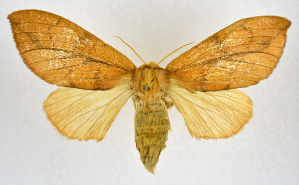 /filer/webapps/moths/media/images/C/castaneus_Trotonotus_AF_NHMO.jpg