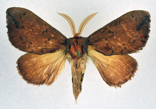 /filer/webapps/moths/media/images/C/castaneus_Trotonotus_AM_NHMO.jpg