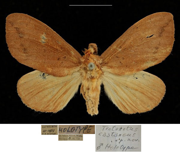 /filer/webapps/moths/media/images/C/castaneus_Trotonotus_HT_RBINSa.jpg