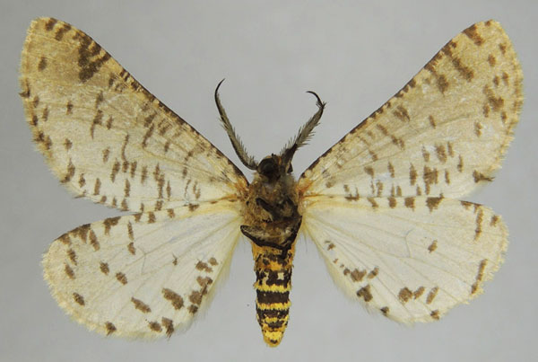 /filer/webapps/moths/media/images/C/castus_Rhodophthitus_AM_ZSMb.jpg