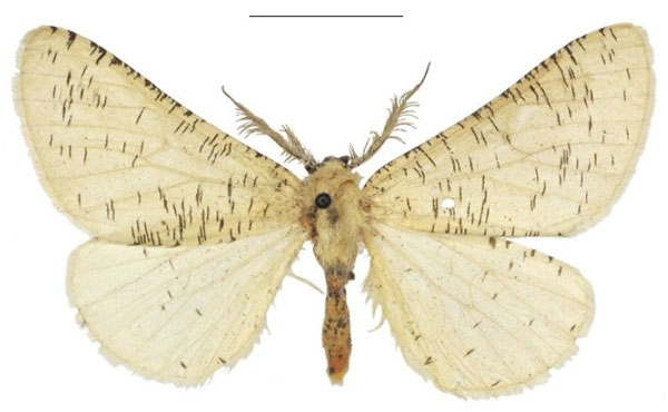 /filer/webapps/moths/media/images/C/castus_Rhodophthitus_STM_NHMUK_01.jpg
