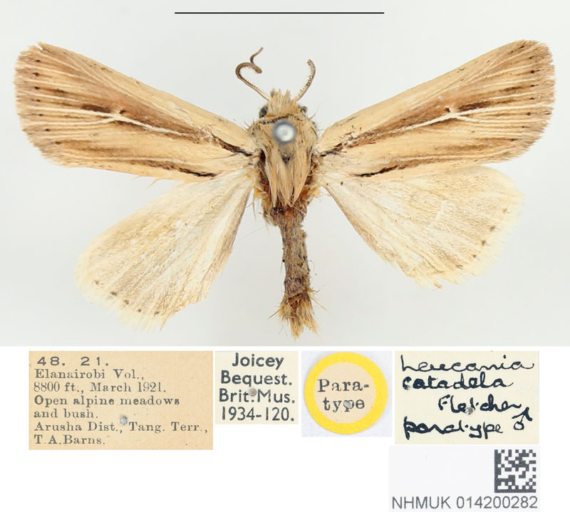 /filer/webapps/moths/media/images/C/catadela_Leucania_PTM_BMNH_01.jpg