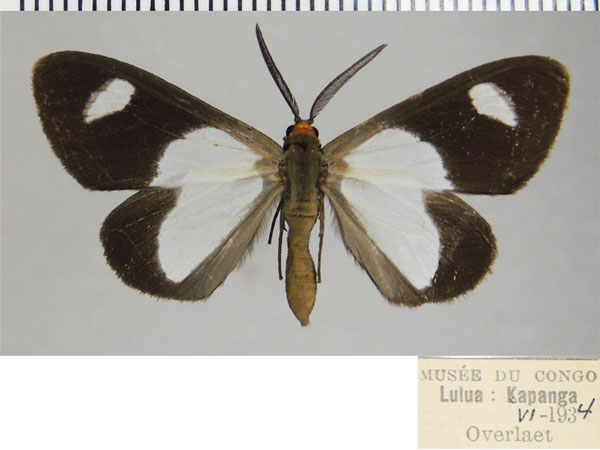 /filer/webapps/moths/media/images/C/catadela_Pitthea_AF_ZSM.jpg