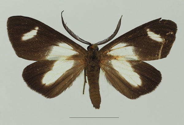 /filer/webapps/moths/media/images/C/catadela_Pitthea_AM_Basquina.jpg