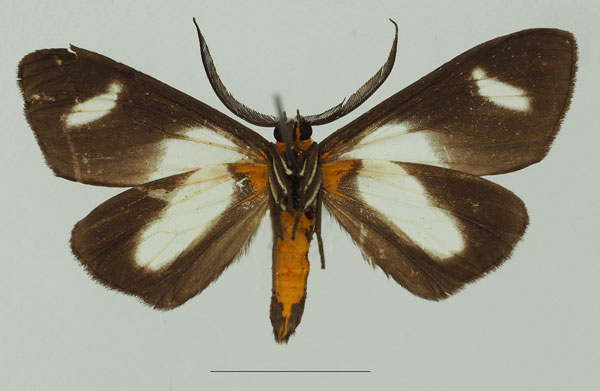 /filer/webapps/moths/media/images/C/catadela_Pitthea_AM_Basquinb.jpg