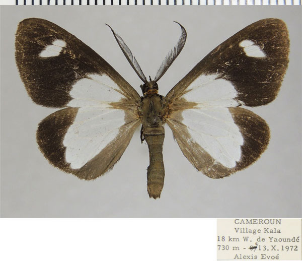 /filer/webapps/moths/media/images/C/catadela_Pitthea_AM_ZSMa.jpg