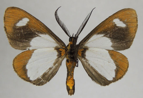 /filer/webapps/moths/media/images/C/catadela_Pitthea_AM_ZSMb.jpg