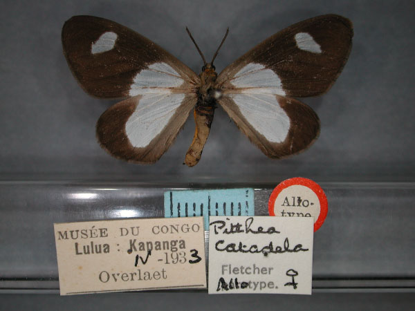 /filer/webapps/moths/media/images/C/catadela_Pitthea_AT_RMCA_01.jpg