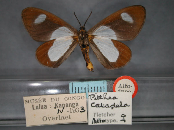 /filer/webapps/moths/media/images/C/catadela_Pitthea_AT_RMCA_02.jpg