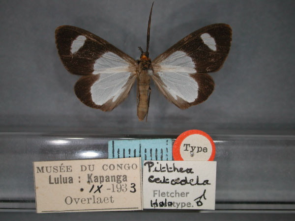 /filer/webapps/moths/media/images/C/catadela_Pitthea_HT_RMCA_01.jpg