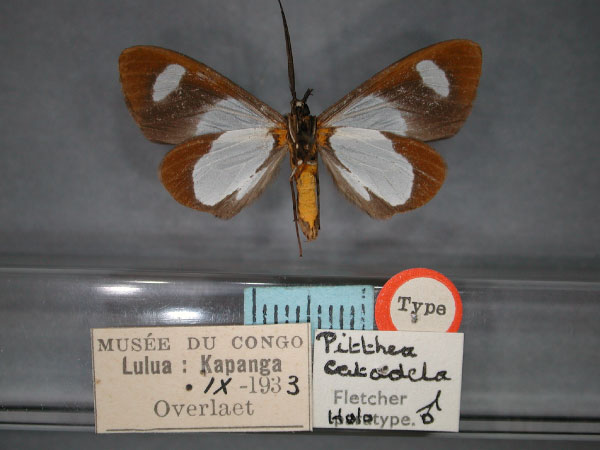 /filer/webapps/moths/media/images/C/catadela_Pitthea_HT_RMCA_02.jpg