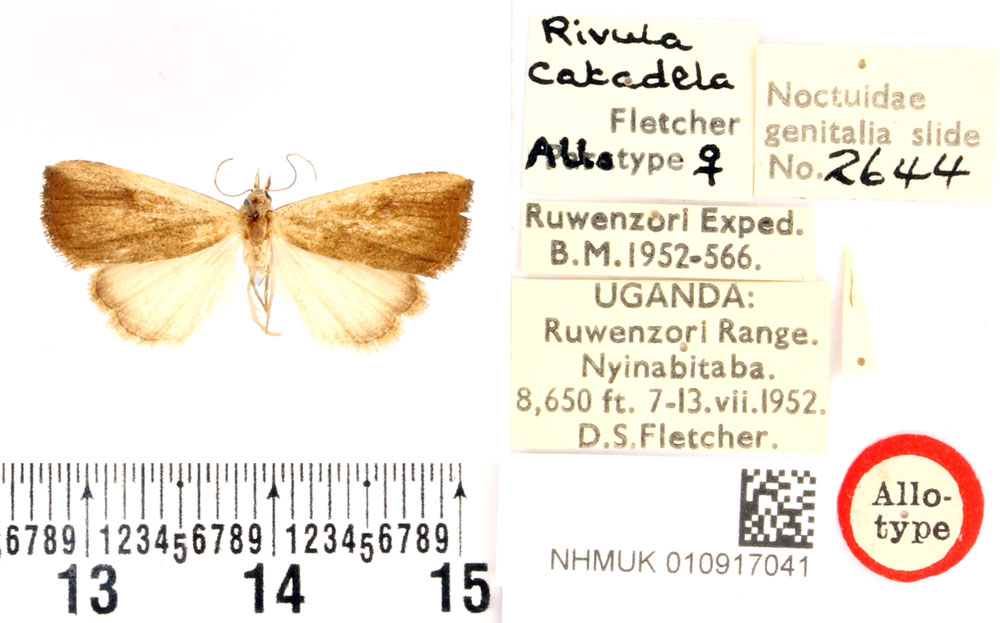 /filer/webapps/moths/media/images/C/catadela_Rivula_AT_BMNH.jpg