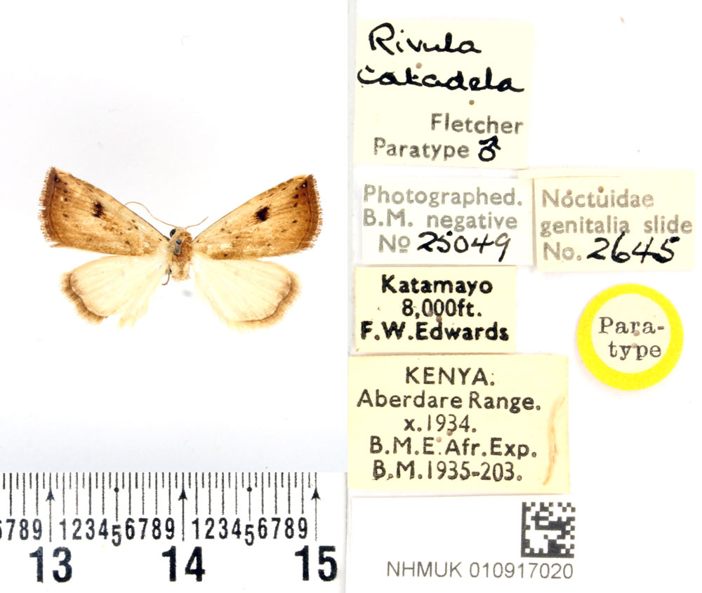 /filer/webapps/moths/media/images/C/catadela_Rivula_PTM_BMNH.jpg