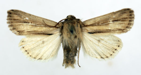 /filer/webapps/moths/media/images/C/catadela_Vietteania_AM_ISEA.jpg