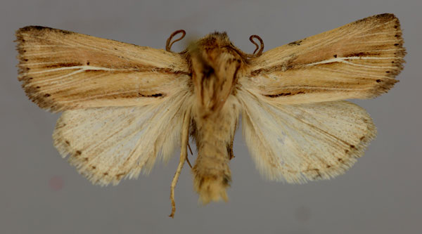 /filer/webapps/moths/media/images/C/catadela_Vietteania_A_RMCA_01.jpg
