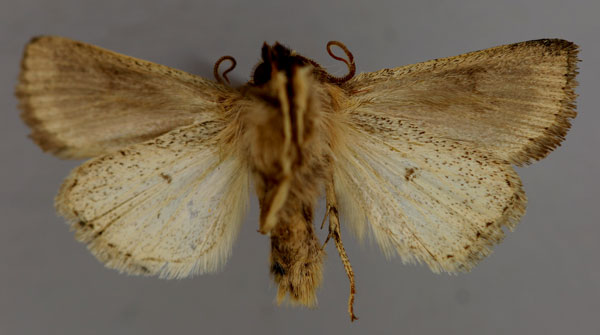 /filer/webapps/moths/media/images/C/catadela_Vietteania_A_RMCA_02.jpg