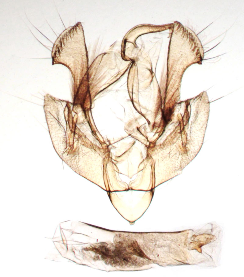 /filer/webapps/moths/media/images/C/catadela_Vietteania_GMHT_BMNH_2214.jpg