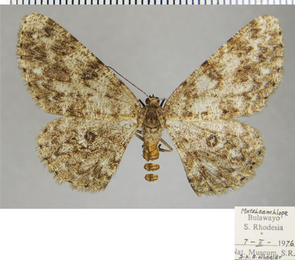 /filer/webapps/moths/media/images/C/cataimena_Zeuctoboarmia_AF_ZSM.jpg