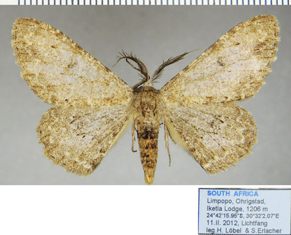 /filer/webapps/moths/media/images/C/cataimena_Zeuctoboarmia_AM_ZSM_02.jpg