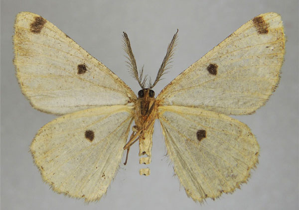 /filer/webapps/moths/media/images/C/cataimena_Zeuctoboarmia_AM_ZSMb.jpg